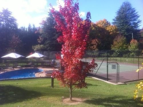 Chestnut Tree Units 4* Bright